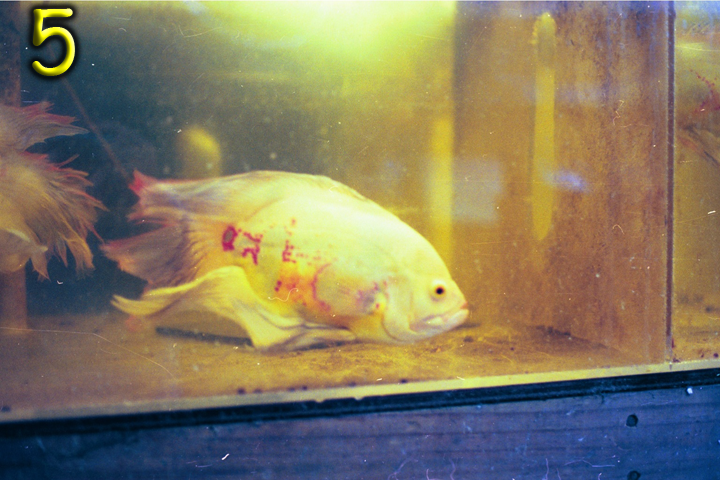 Fish Pics 5 and 6 Page