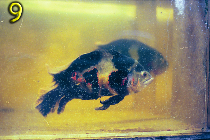 Fish Pics 9 and 10 Page