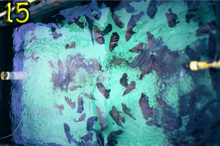 Fish Pics 15 and 16 Page