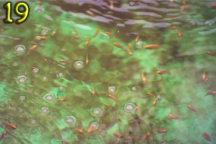 Fish Pics 19 and 20 Page