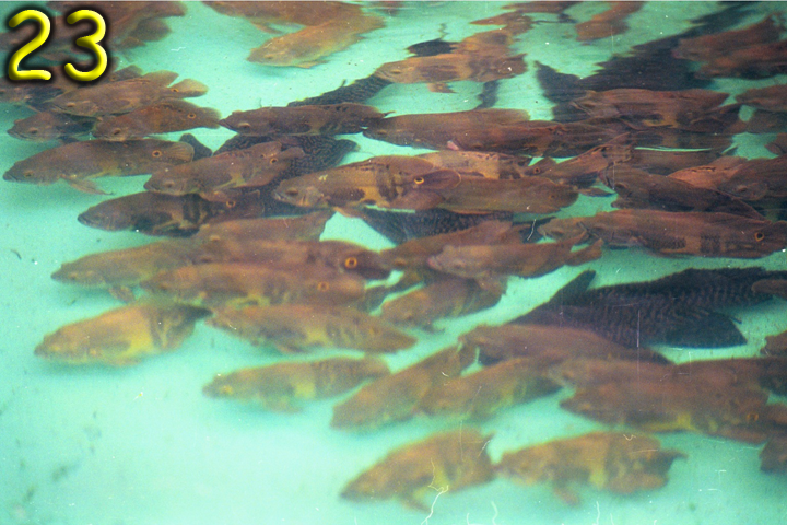 Fish Pics 23 and 24 Page