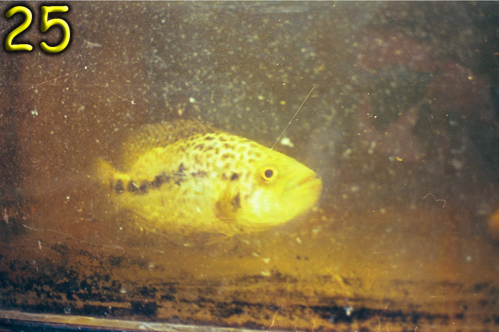 Fish Pics 25 and 26 Page