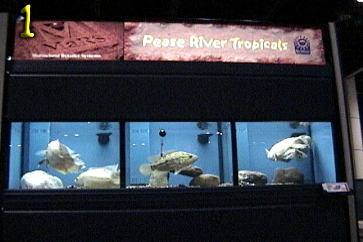 Fish Pics 1 and 2 Page