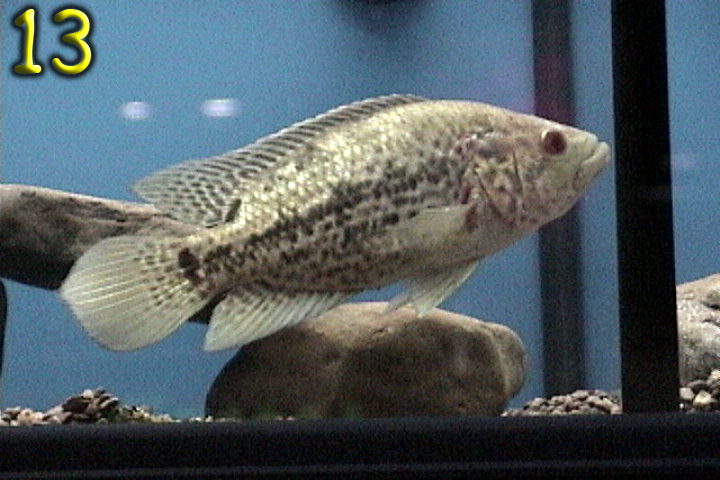 Fishshow Pics 13 and 14 Page