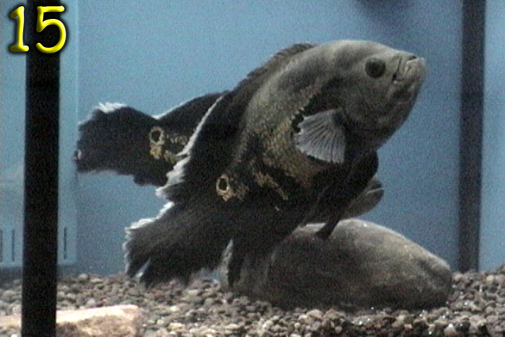 Fishshow Pics 15 and 16 Page