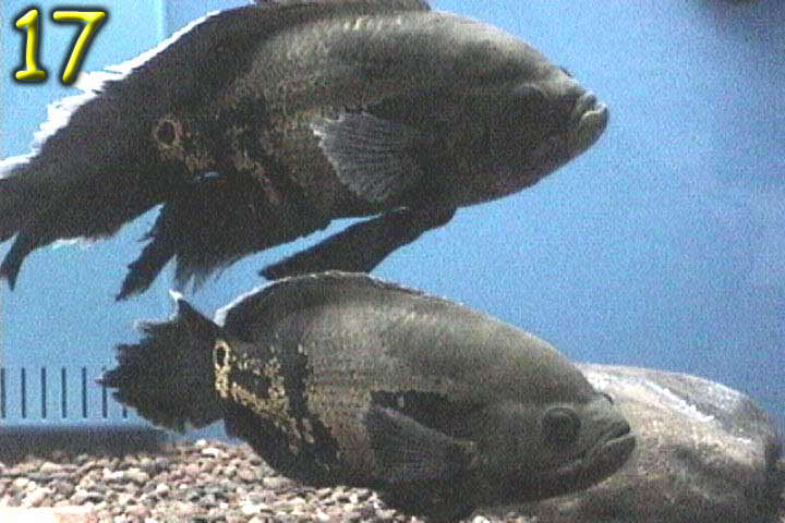 Fishshow Pics 17 and 18 Page