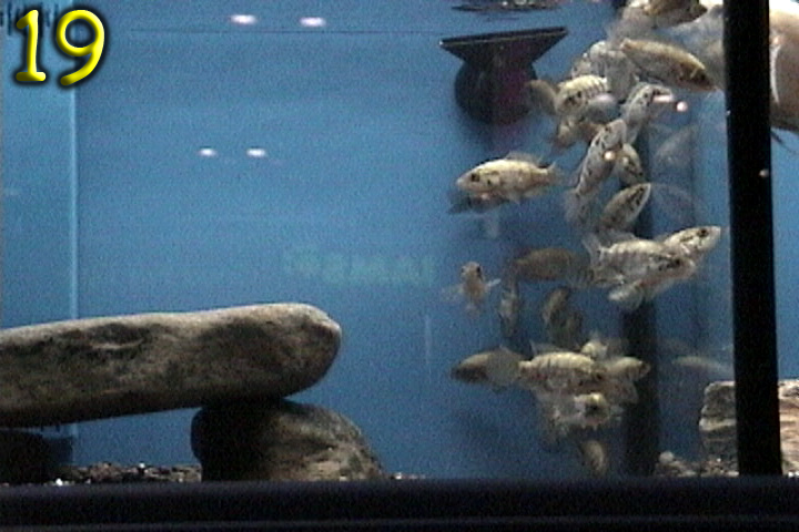 Fishshow Pics 19 and 20 Page