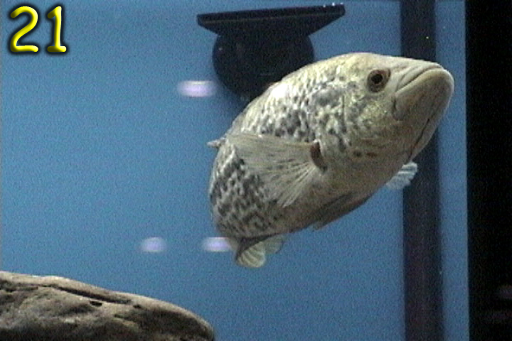 Fish Pics 21 and 22 Page