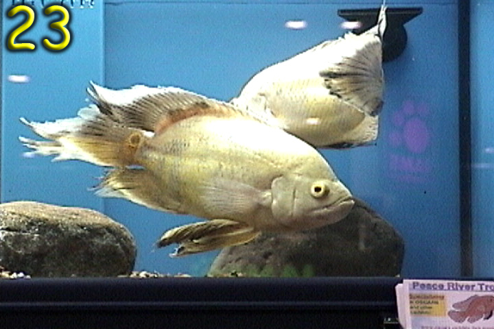 FishShow Pic 23 Page