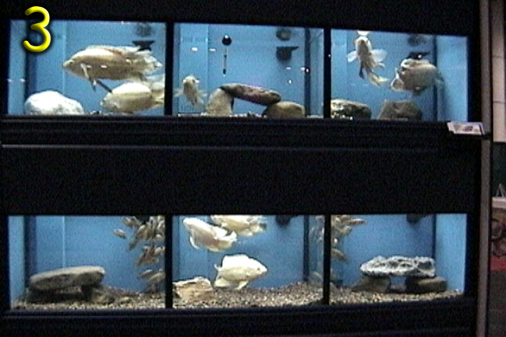 Fishshow Pics 3 and 4 Page