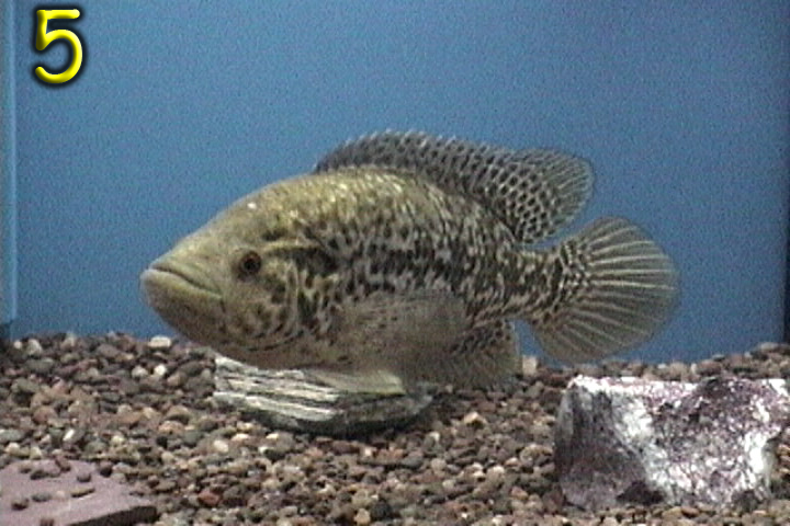 Fishshow Pics 5 and 6 Page