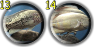 Show Fish Pics 13 and 14 Page