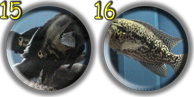 Show Fish Pics 15 and 16 Page
